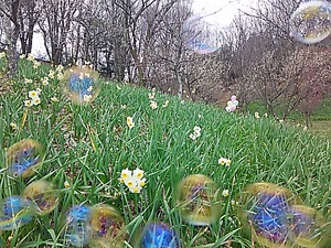 水仙と梅の花 まんのう公園