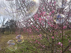 まんのう公園 梅の花と菜の花
