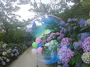 復活の塩江あじさいロード＾＾