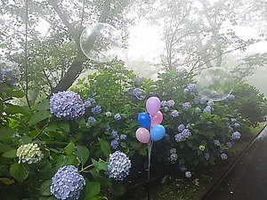 紫雲出山 紫陽花(#^.^#)