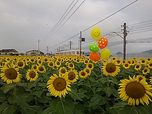 仏生山 ヒマワリ(#^.^#)
