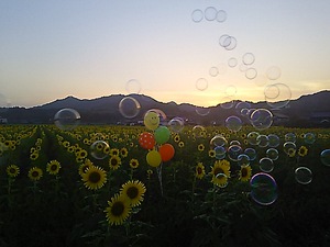 黄昏ヒマワリ(#^.^#)