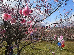 公渕公園 梅の花