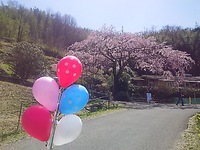 堀池の枝垂れ桜(*^_^*)から始まる・・・