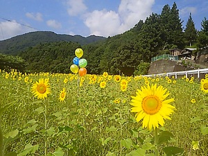 山の中のヒマワリ畑(#^.^#)