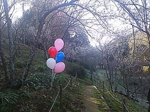 みろく公園 梅の花