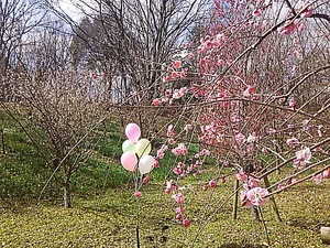 水仙と梅の花 まんのう公園