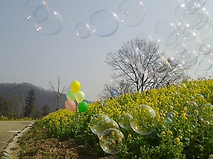 まんのう公園 菜の花(#^.^#)