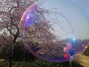 満濃池森林公園、しだれ梅(#^.^#)