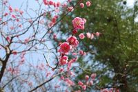 春よ来い恋！