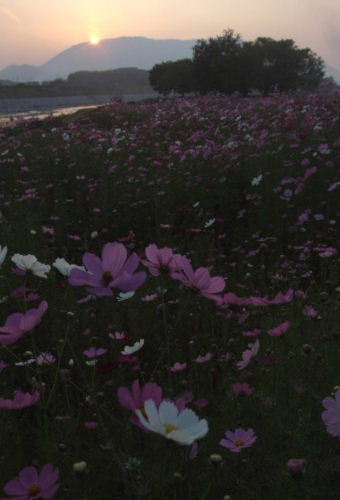夕日とコスモス　まんのう町