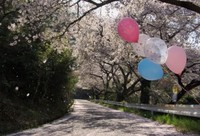 桜吹雪＾0＾/　城山にて・・・・桜特集