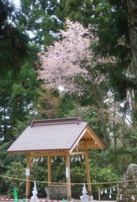 シャクナゲ開花情報～大滝山西照神社