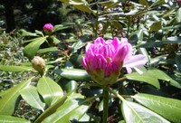 シャクナゲ開花情報～大滝山西照神社