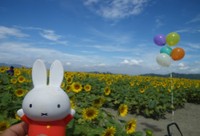 ひまわり＆ミッフィー　笠岡　100万本ひまわり♪