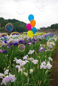 亀鶴公園　菖蒲まつり　その6　終焉