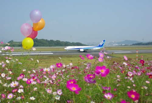 高松空港　コスモス♪