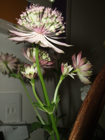 今月のお花inアルテ