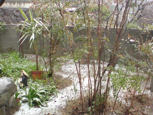 春の雪