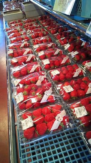 つくし１パック100円の美しさ