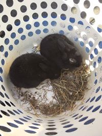 黒ウサギ大脱走～！