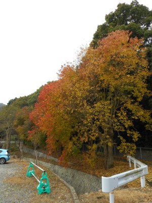 三豊うらしまマラソン、お疲れさまです。