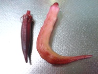 紫オクラ