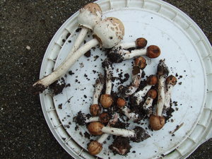 キノコが１６本