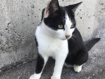 ひと月帰らない雄猫