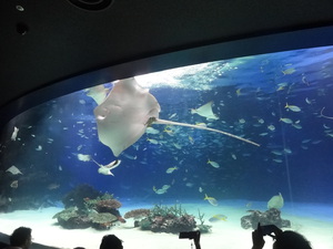 水族館！