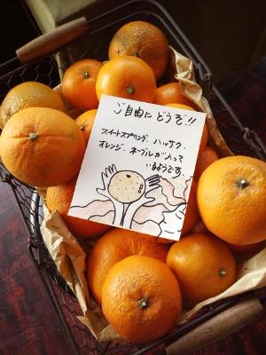 ２期目も、ハエ？