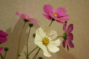 “秋桜・・・♪”