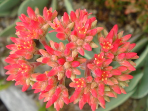 “多肉ちゃんの花・・・♪”