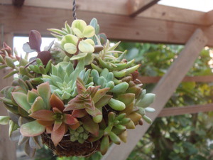 “succulents ボール・・・♪”