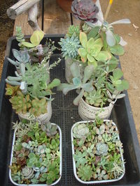 “succulents ブリキ缶・・・♪”