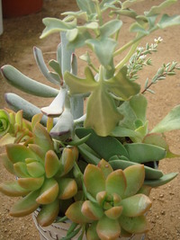 “succulents ブリキ缶・・・♪”