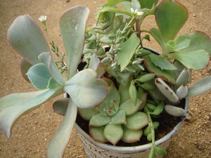 “succulents ブリキ缶・・・♪”