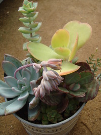 “succulents ブリキ缶・・・♪”