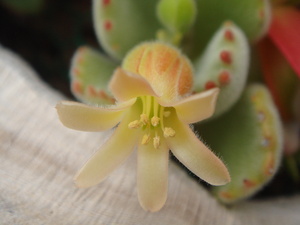 “かわいいお花・・・♪”