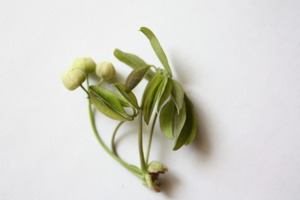 “春の山菜・・・♪”