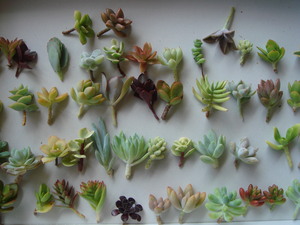 “succulents ボール・・・♪”