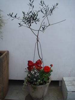 “祝の寄せ植え・・・♪”