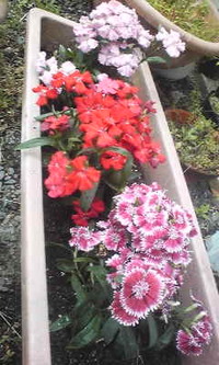 花苗を植える