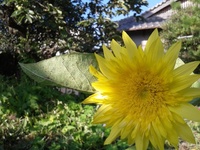 めげずに頑張っています♪。。。スマホネタ