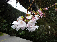 こんなとこから花が、