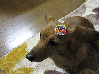 節分なんで