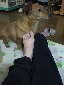 おにゅーの
