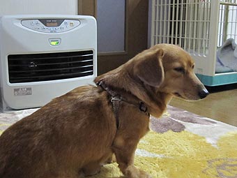 お犬様