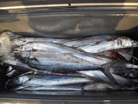 今日の釣果！