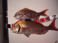 今日の釣果！